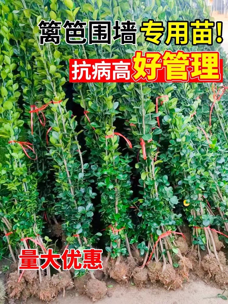 冬青树苗围墙篱笆植物大叶北海道黄杨四季常青耐寒庭院绿篱树苗