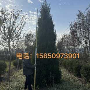 塔柏 蜀桧 墓地松扫墓松清明松柏树苗桧柏松柏树龙柏 工程绿化苗