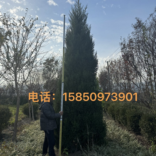 塔柏 蜀桧 墓地松扫墓松清明松柏树苗桧柏松柏树龙柏 工程绿化苗