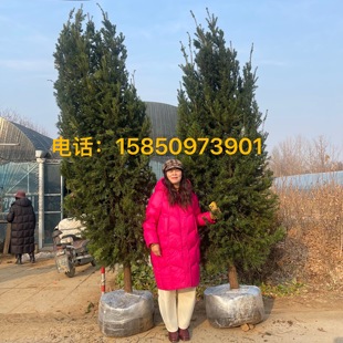 带果曼地亚红豆杉盆景树苗盆栽大树地栽庭院别墅室内客厅公母结果