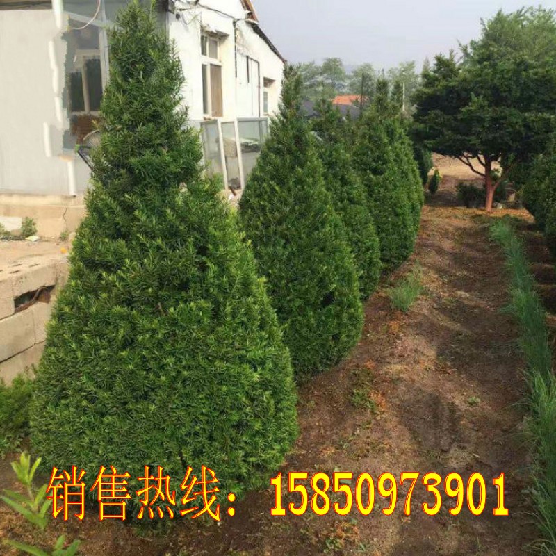 塔形东北红豆杉盆景树苗盆栽树桩大树绿植室内别墅植物结果公母树