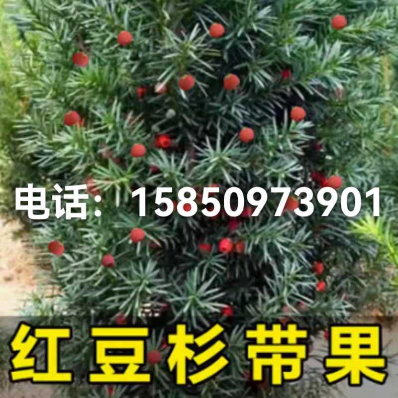 红豆杉盆栽带果发货曼地亚红豆杉大树苗室外庭院地栽耐寒盆景绿植