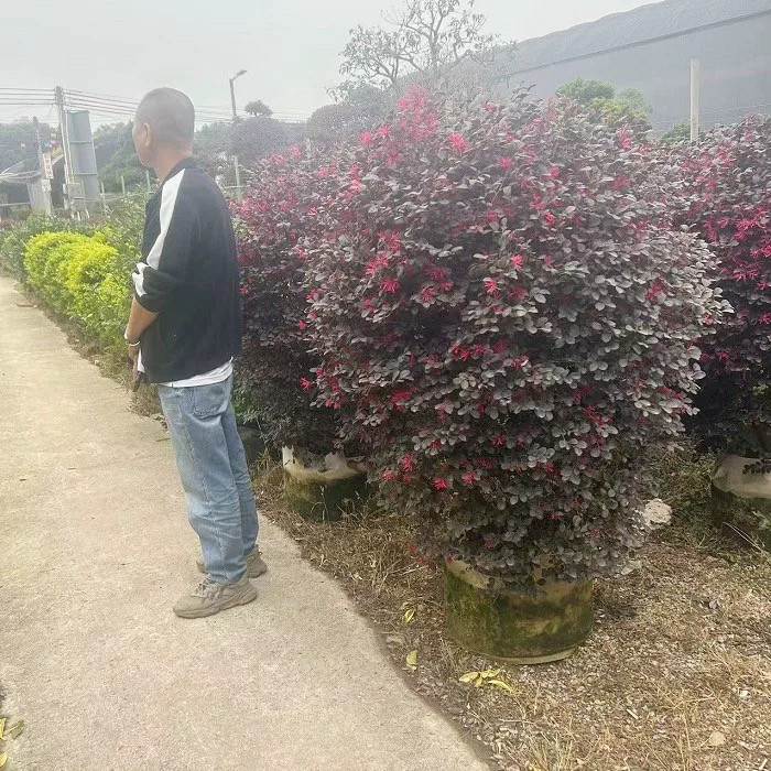 红继木大盆栽户外庭院室外暴晒大绿植红石楠好养园林工程绿化树苗
