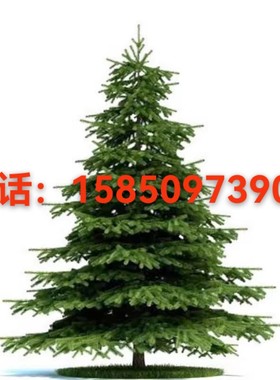 雪松树苗小苗庭院盆栽地栽绿植宝塔松南北方黑松树四季常青植物