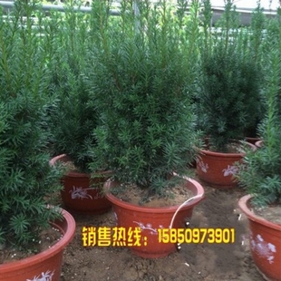 结果曼地亚红豆杉带果盆景绿植树苗地栽盆栽大树老桩阳台庭院客厅