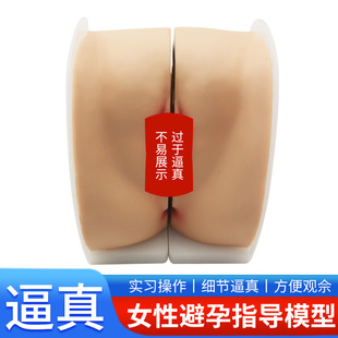 女性生殖器模型宫颈子宫阴道卵巢妇科检查生殖私密教学1比1