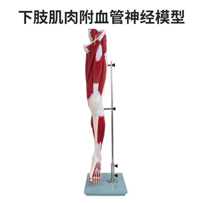 人体下肢肌肉附血管神经模型 大腿部肌肉解剖人体 肌肉构造
