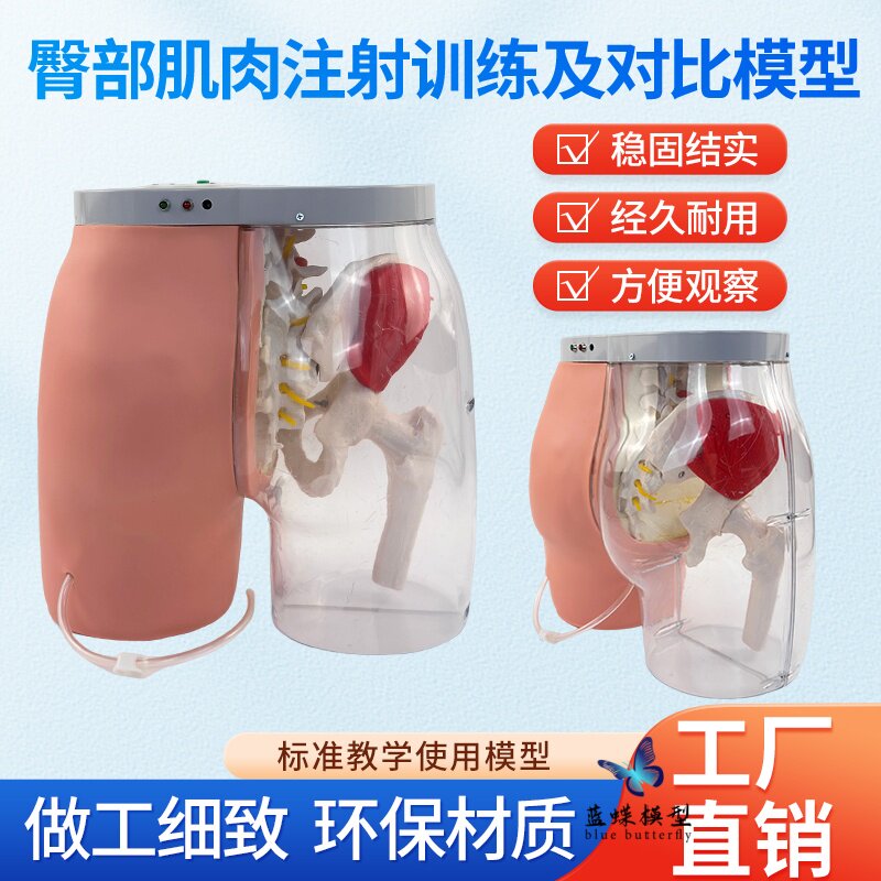 蓝蝶模型臀部肌肉注射透明对比