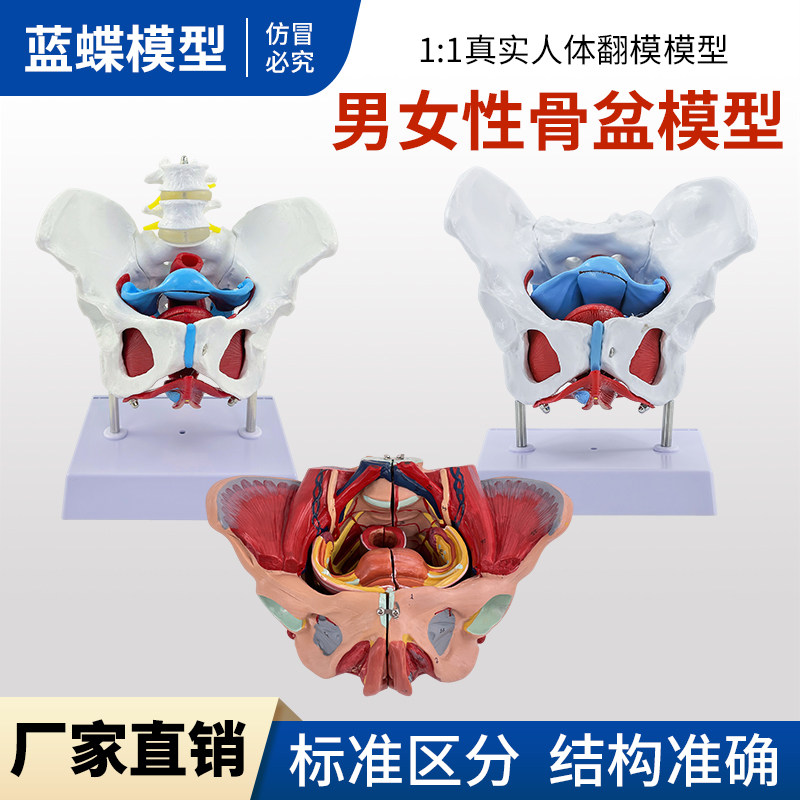 蓝蝶可活动女性骨盆示范模型
