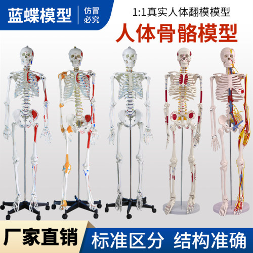 蓝蝶模型人体骨骼模型教学