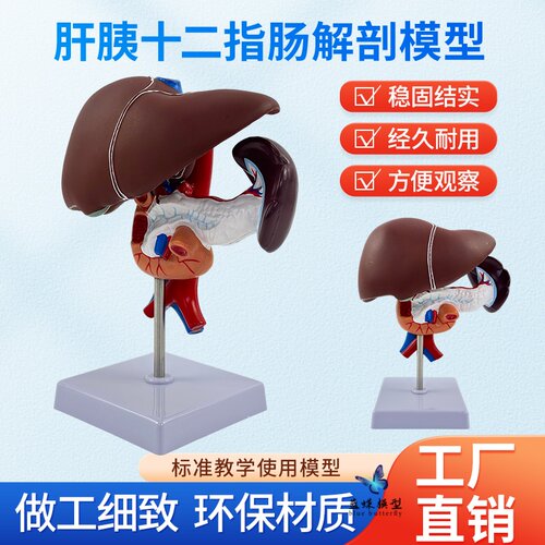 蓝蝶模型肝胰十二指肠内脏教学