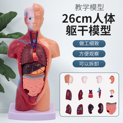 蓝蝶模型人体躯干解剖教学