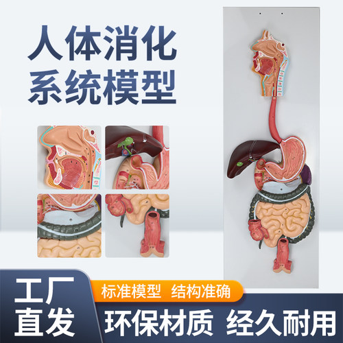 蓝蝶模型消化系统内脏教学
