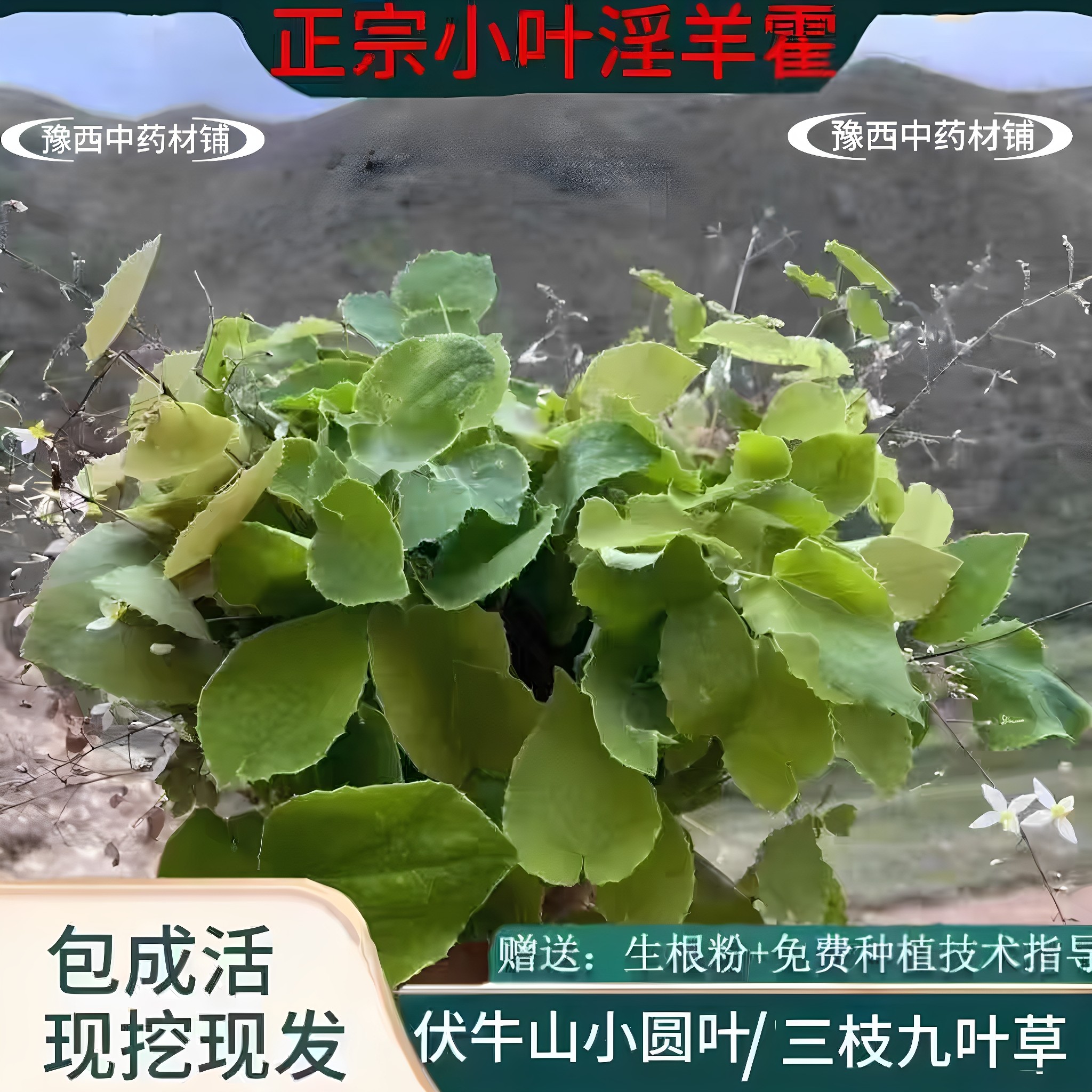淫羊藿树苗 淫羊藿中药材小圆叶三枝九叶草仙灵脾盆栽地栽绿植苗