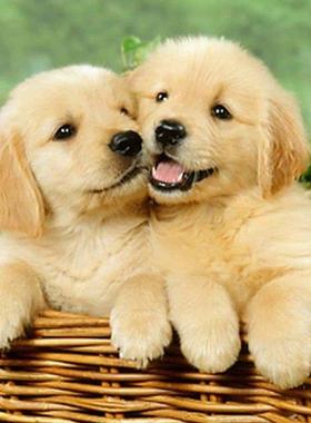 Dog 5D  Damond Pantng Full Drll Rhnestone Embrodery