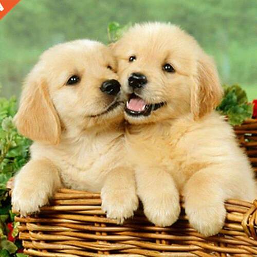 Dog 5D  Damond Pantng Full Drll Rhnestone Embrodery