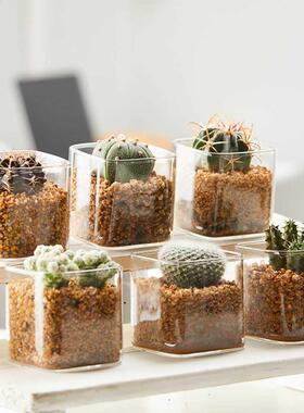 Glass Succulent Flower Pot Square Hydroponic Pot Glass Jar G