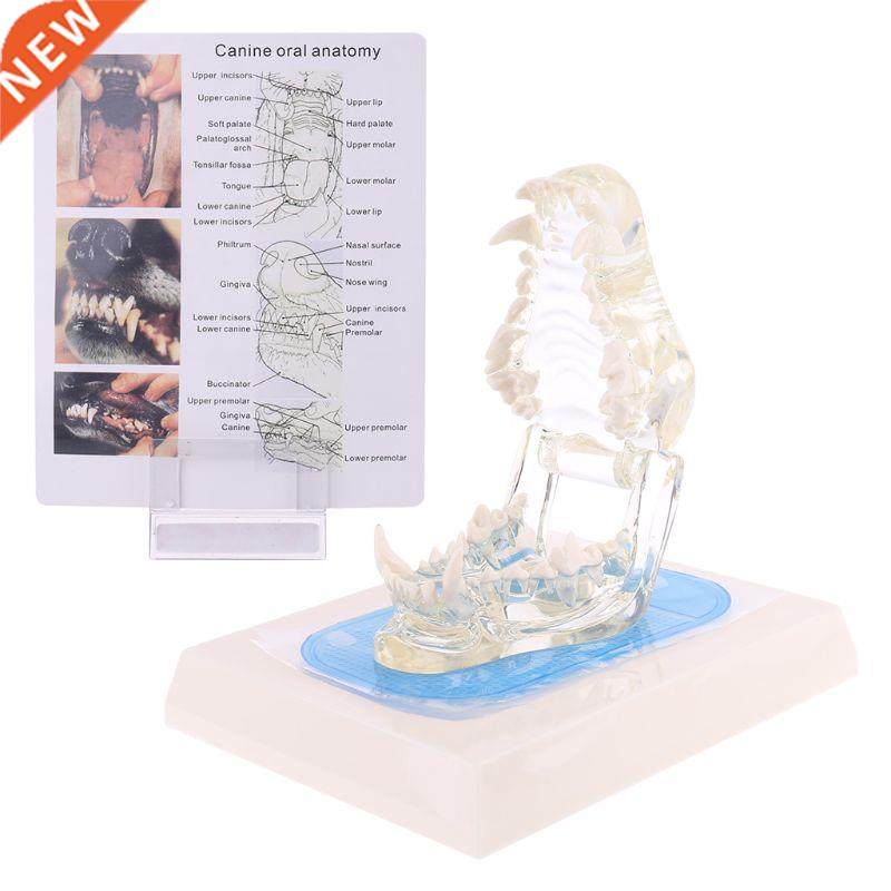 Transparent Dog Teeth Jaw Tooth Model Anatomical Teaching De