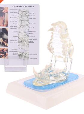 Transparent Dog Teeth Jaw Tooth Model Anatomical Teaching De