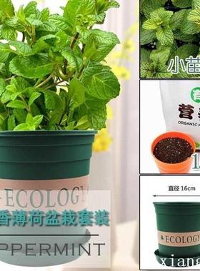 Herbs mint rosemary tHyme spices plant seedlings basi