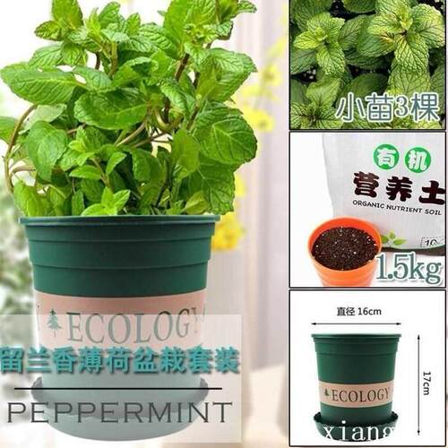 Herbs mint rosemary tHyme spices plant seedlings basi