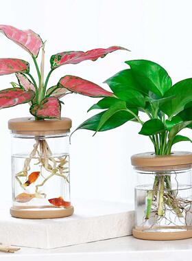 2PCS Hydroponic Plant Vases Flower Pot Planter Transparent V