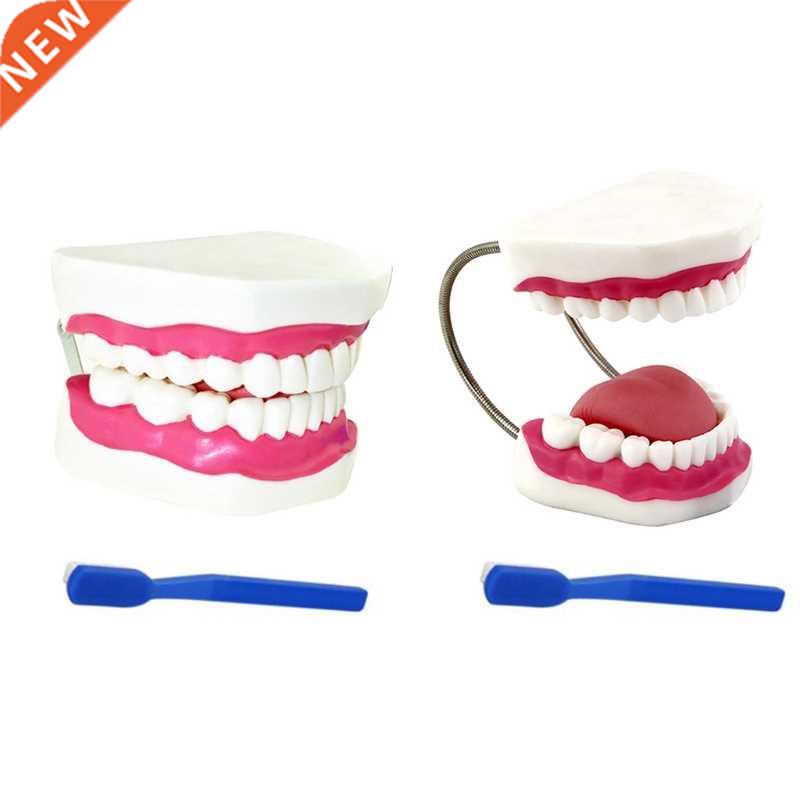 Widely Used Teeth Model Made by Professional Production Suit