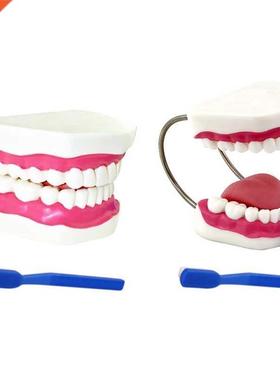 Widely Used Teeth Model Made by Professional Production Suit