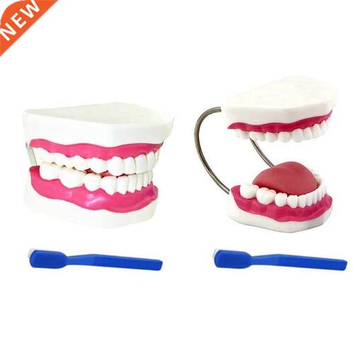 Widely Used Teeth Model Made by Professional Production Suit