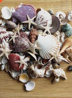 PCS Mixed Ocean Sea shells Wedding Decor Beach Theme Part