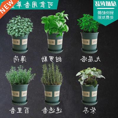 Rosemary, mint, basil, nine layer pagoda, oregano, potted