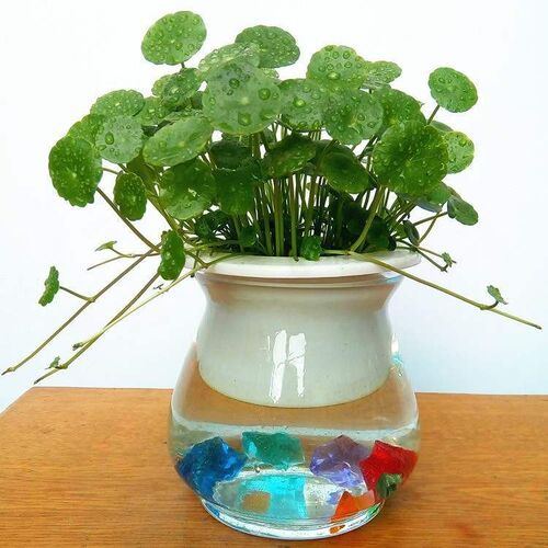 the indoor fashionable potted flowers of herba coptidis gro
