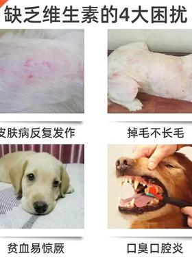 Pet nutrition liquid supplement vitamin B complex family dog