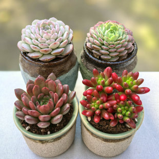 带盆吉娃娃多肉植物大姬冰灯玉露滇石莲熊童子钱串盆栽阳台花卉