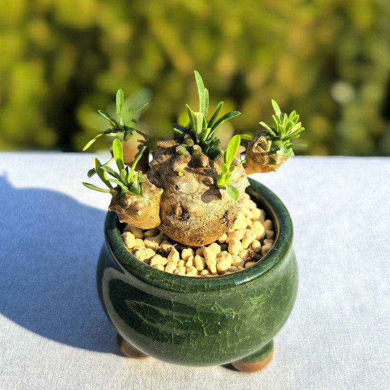 峨眉山多肉块根植物小菠萝盆栽铁甲麒麟大戟科室内办公室桌面绿植