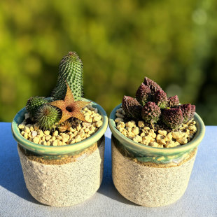多肉桌面大疣朱子玉水泡多肉植物阿修罗多肉桌面绿植带土奇特肉肉
