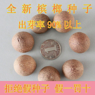 槟榔种子 槟榔子 大腹子 宾门 榄子 青仔种子 槟榔玉 榔玉种子