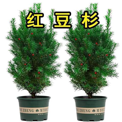 正宗红豆杉大树苗带果曼地亚盆栽室内外庭院南北方耐寒绿植物好养