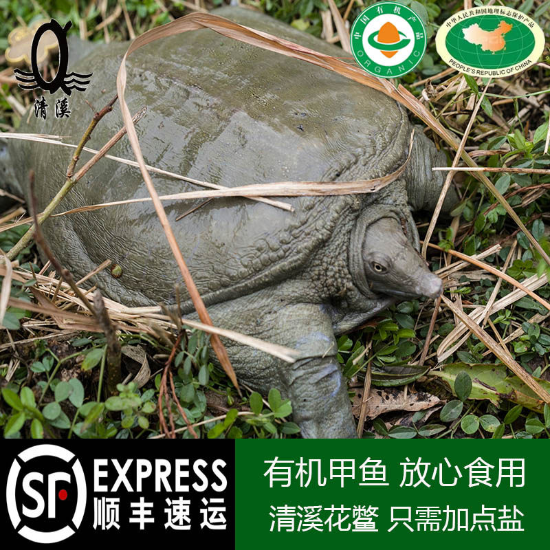 Cheonggyecheon Silver medal Paddy Stocking Organic Turtle 1.5-1.6 living thing Turtle Turtles Fresh Bastardin the Aquatic meat/Fresh fruits and vegetables/Cooked , Seafood/Aquatic/Product , Soft-shelled turtle  category - from Buy2taobao.com to provide professional Taobao agent buy service