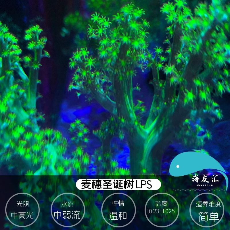 人工日本麦穗圣诞树珊瑚 lps活体皮革珊瑚海水鱼缸生物新手皮实