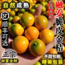 广西脆皮金桔新鲜水果桔子当季 纯甜蜜小金柑桔金橘融安特产整箱5