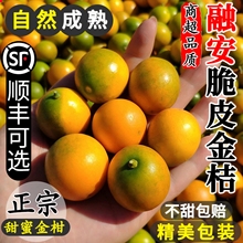 广西脆皮金桔新鲜水果桔子当季纯甜蜜小金柑桔金橘融安特产整箱5