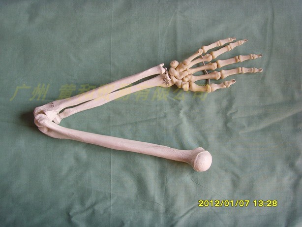 人体自然大上肢骨模型人体骨骼模型Q手臂骨骼骨架模型 玩具/童车/益智/积木/模型 其他模型玩具 原图主图