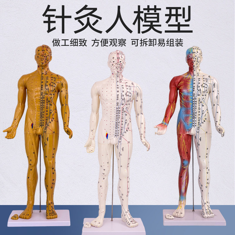 人体模型针灸穴位黄和教学