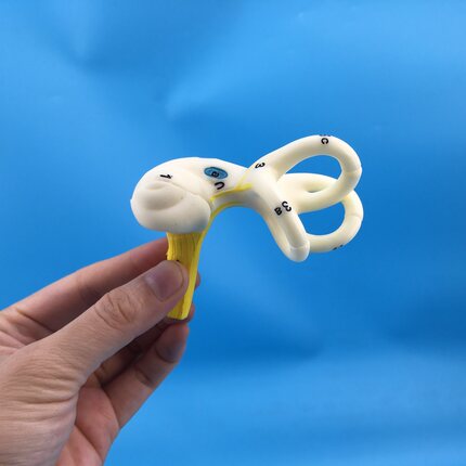 人体耳朵半规管 耳蜗 半规管解剖模型 内耳 耳模型 耳迷路模型