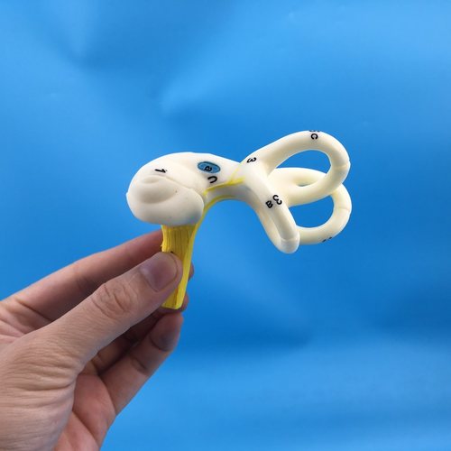 半规管黄和模型人体模型教具
