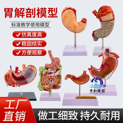 黄和模型消化系统胃解剖教学