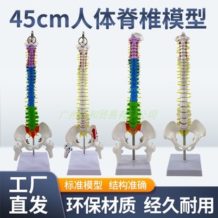 45cm正骨彩色椎体人体脊柱模型人体骨骼模型脊椎成人带胸椎骨盆