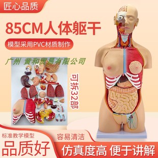 85CM人体器官结构解剖模型教具内脏大脑心脏躯干模特教Y学拆卸32