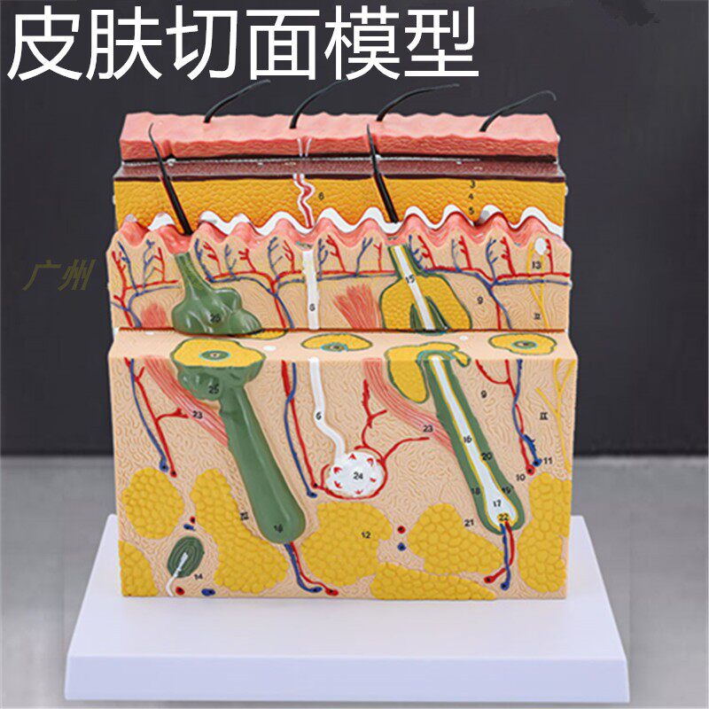 立体皮肤组织结构放大模型层次人体构造分层解剖模具美容整形毛发